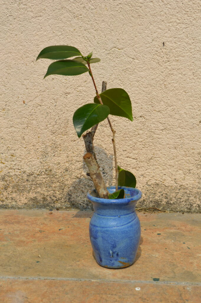 Dsc 0551