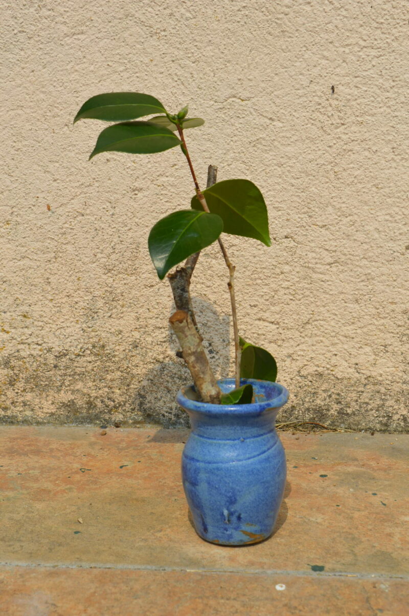 Dsc 0551