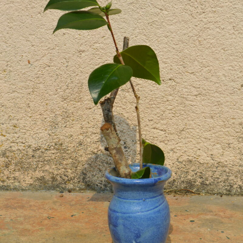 Dsc 0551