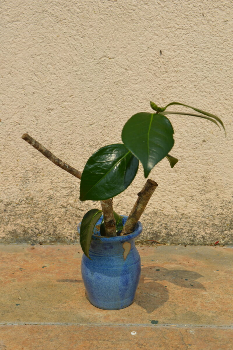 Dsc 0552